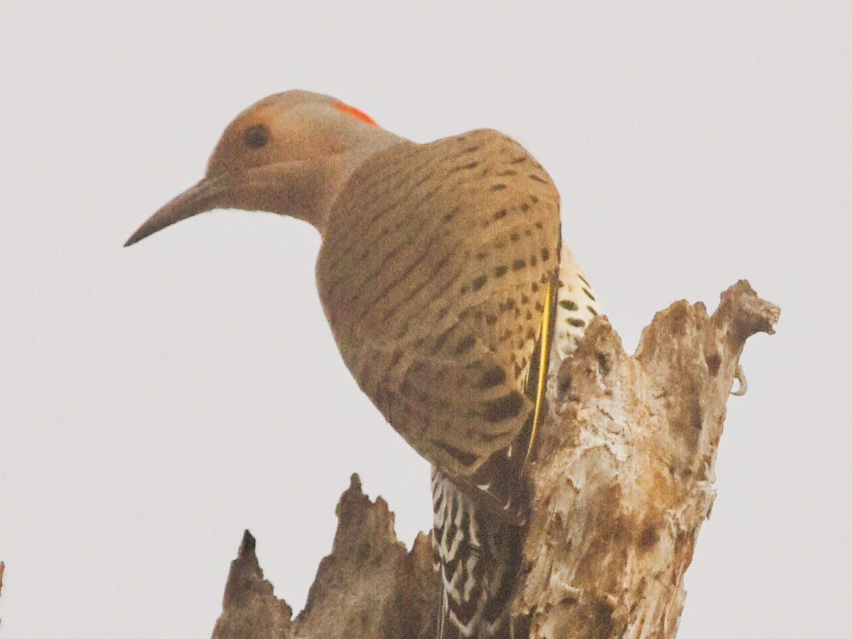 Altın Ağaçkakan - ML644902328