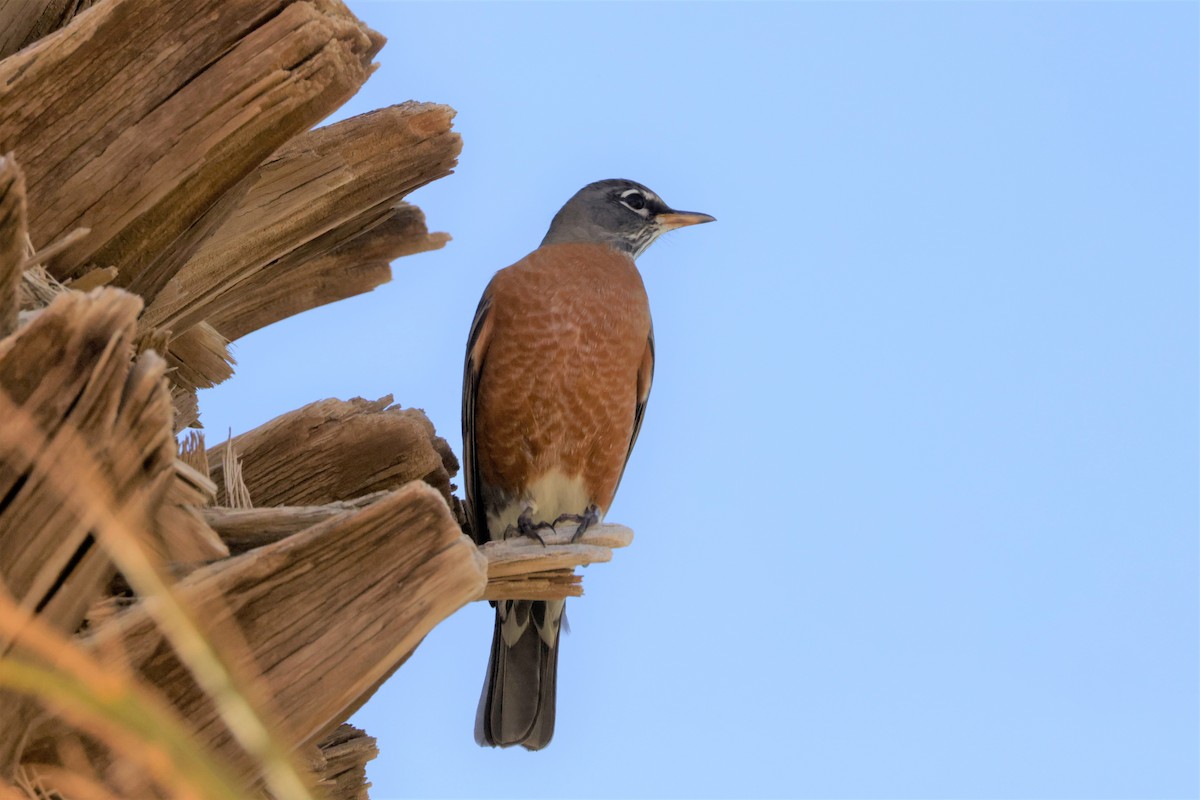 コマツグミ - ML644902329