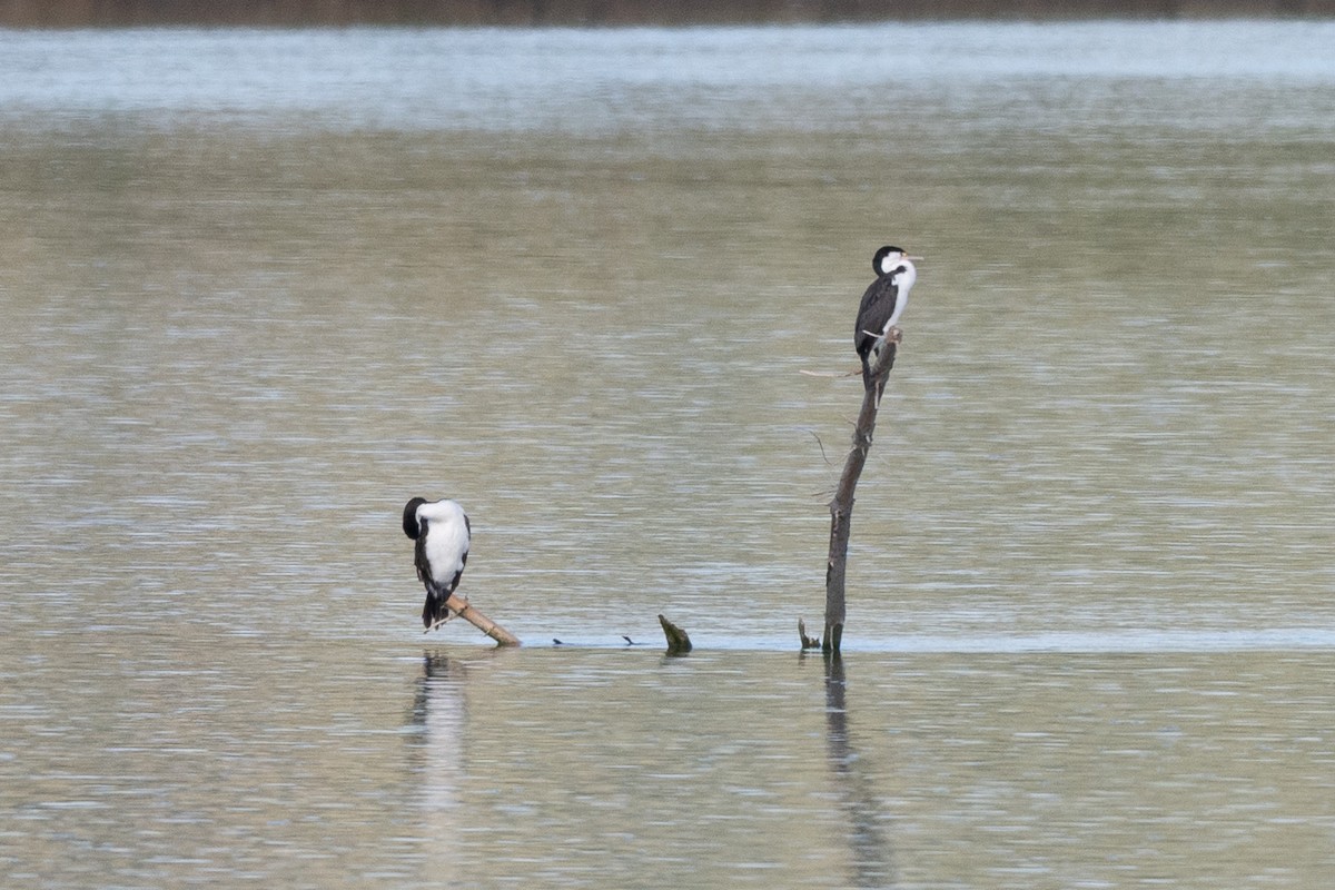 Pied Cormorant - ML644902331