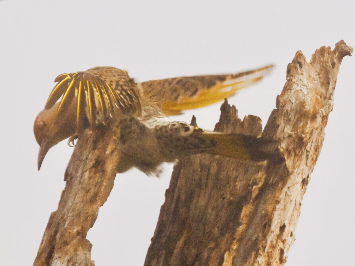 Altın Ağaçkakan - ML644902333