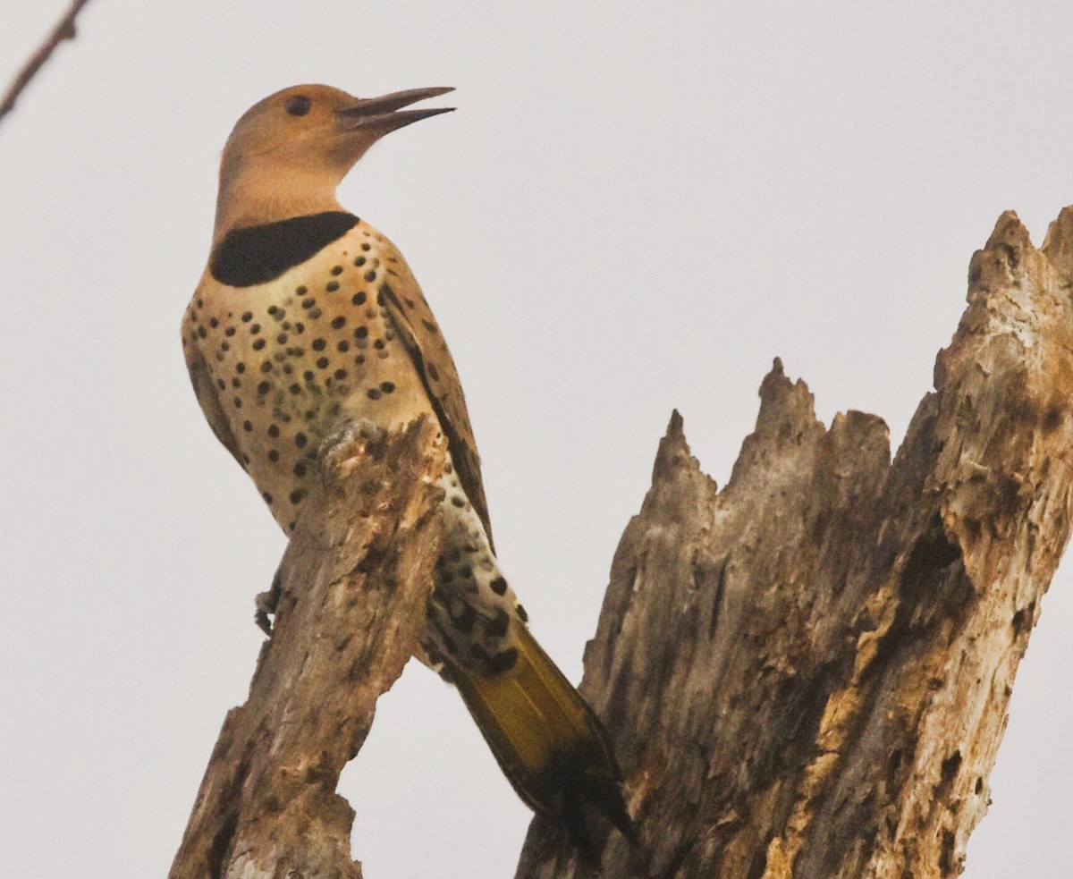 Altın Ağaçkakan - ML644902337