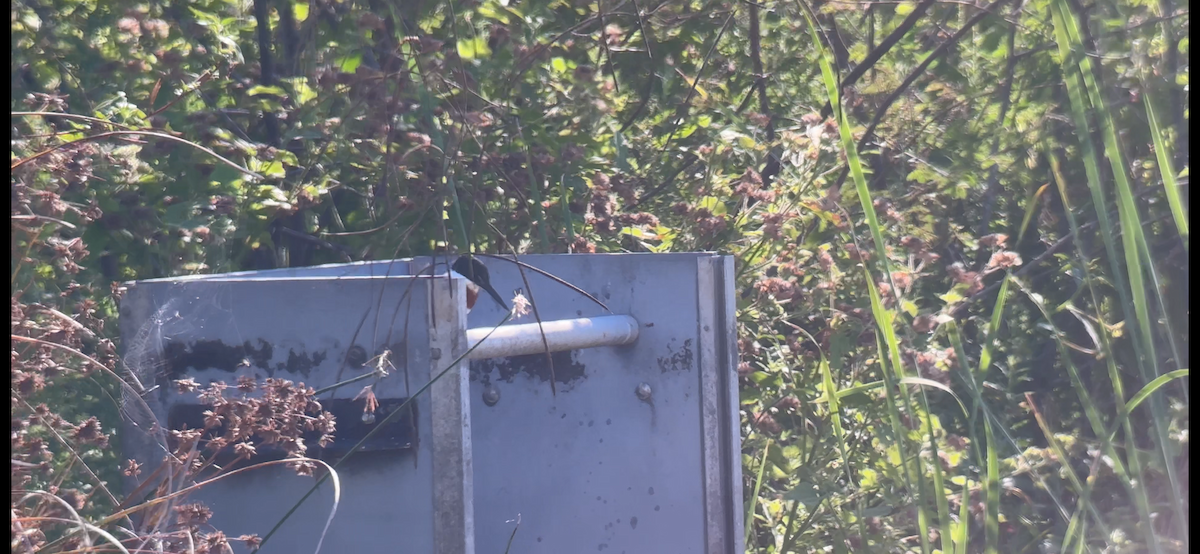 Green Kingfisher - ML644902347