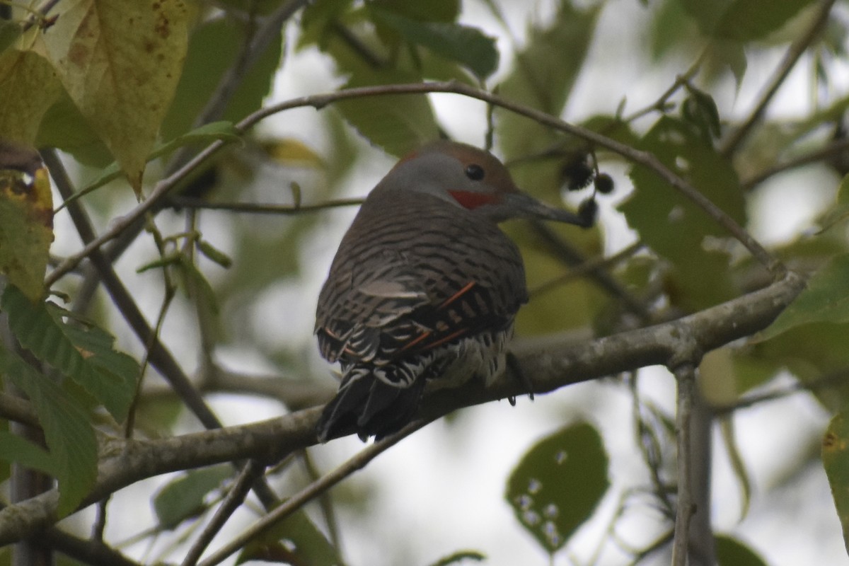 Altın Ağaçkakan - ML644902354