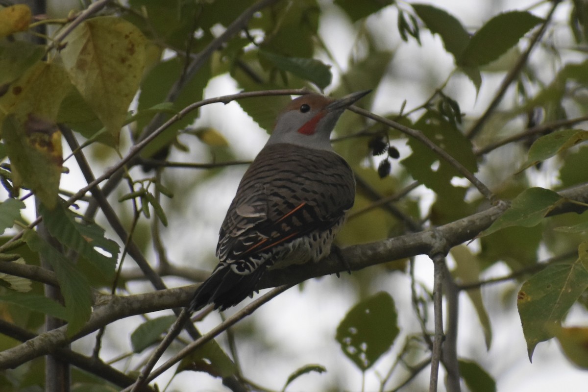 Altın Ağaçkakan - ML644902355