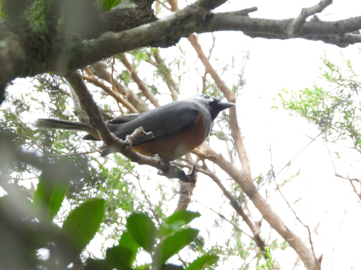 Black-faced Monarch - ML644902357