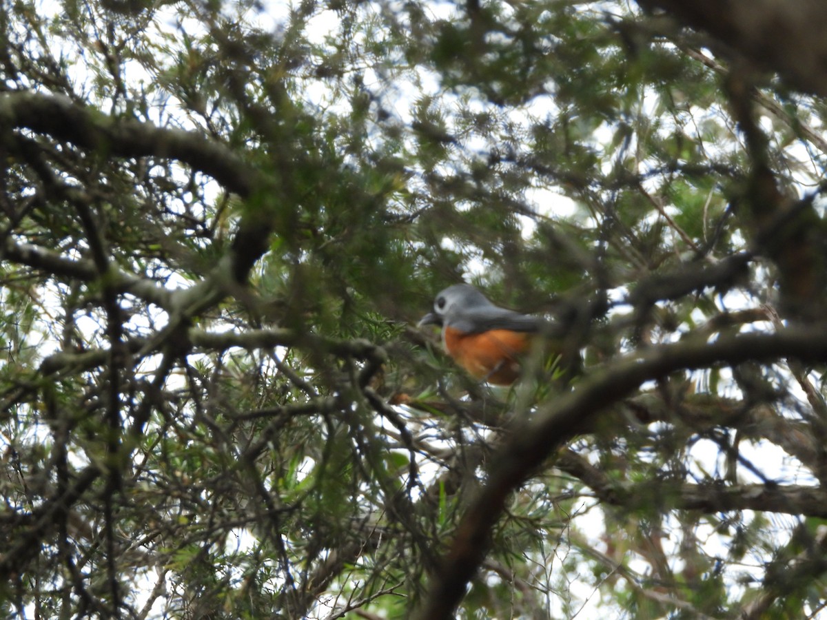 Black-faced Monarch - ML644902358