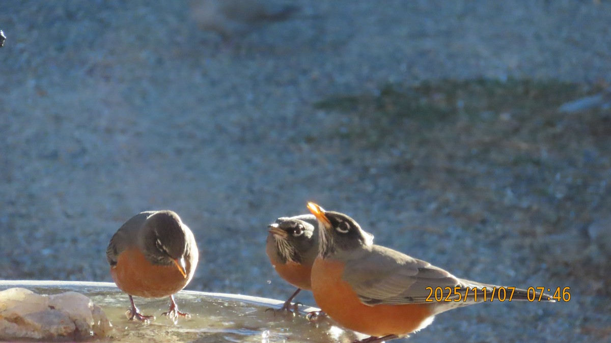 コマツグミ - ML644902374