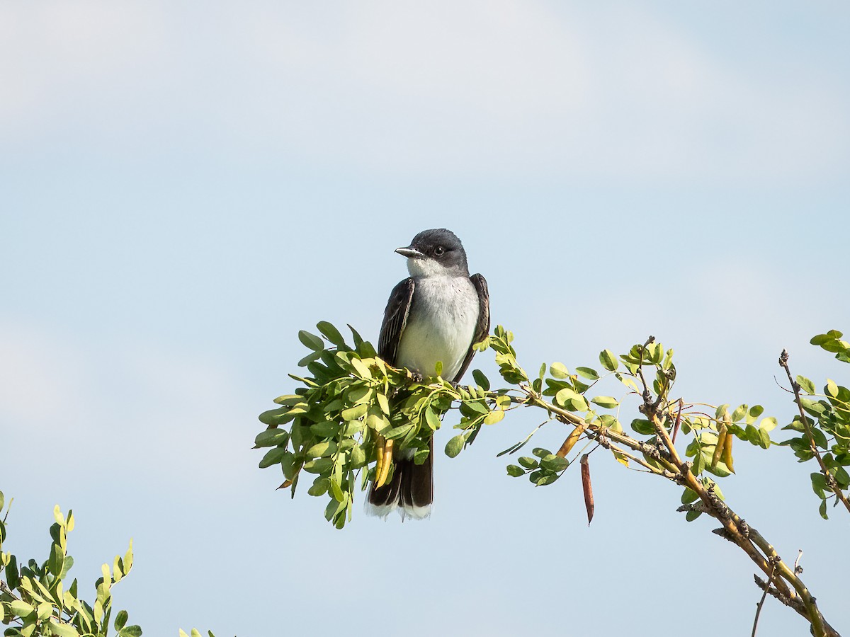 טירן מזרחי - ML644902388