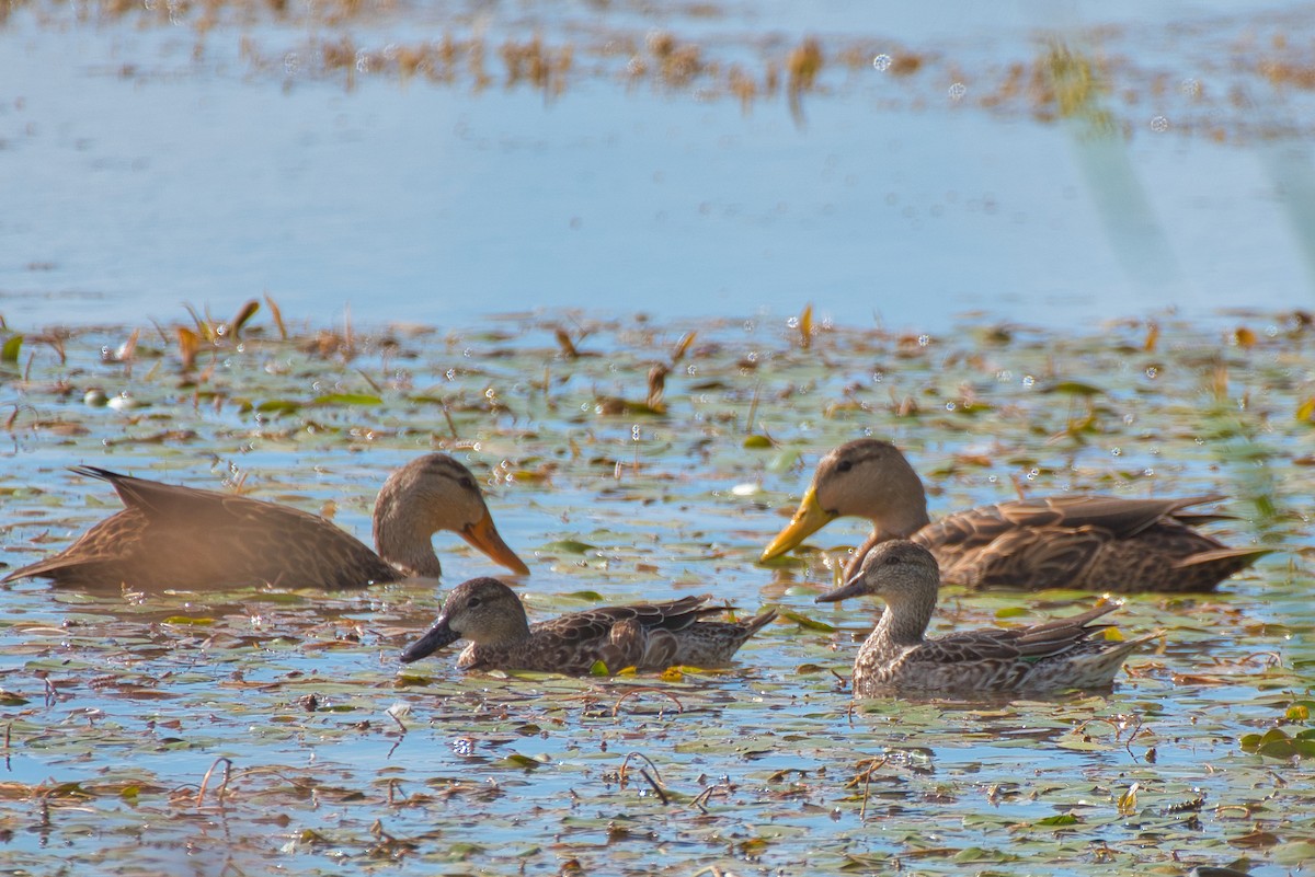 Zertzeta hegalurdina - ML644902394