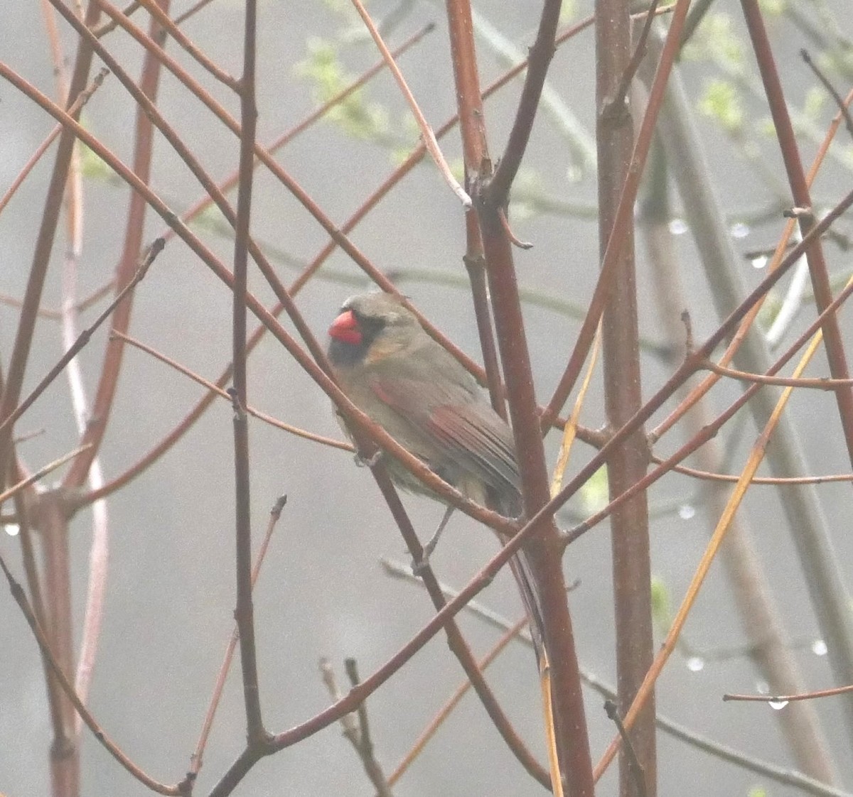 Northern Cardinal - ML644902397