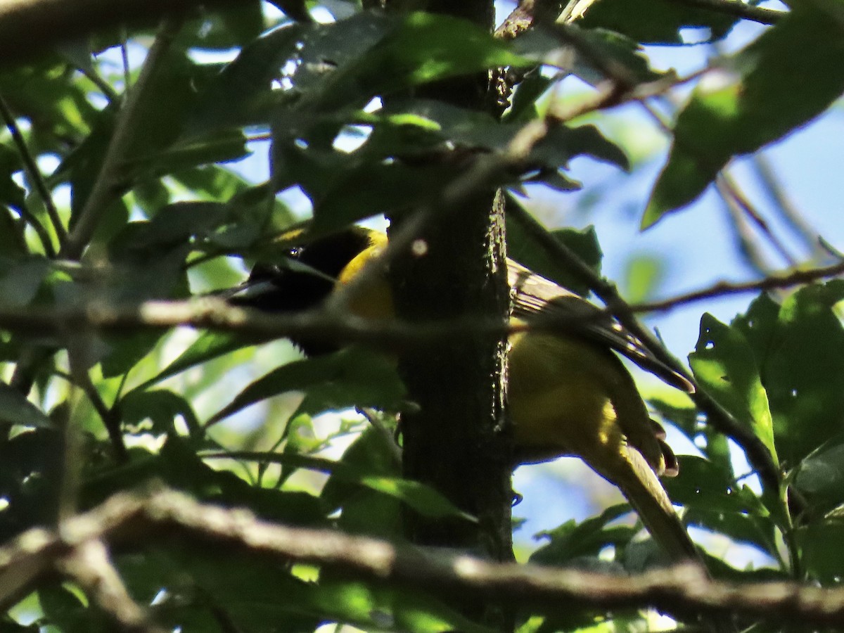 båndvingetrupial - ML644902399