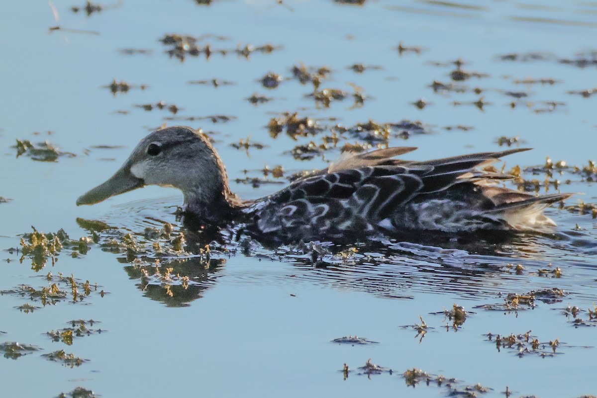 Zertzeta hegalurdina - ML644902400