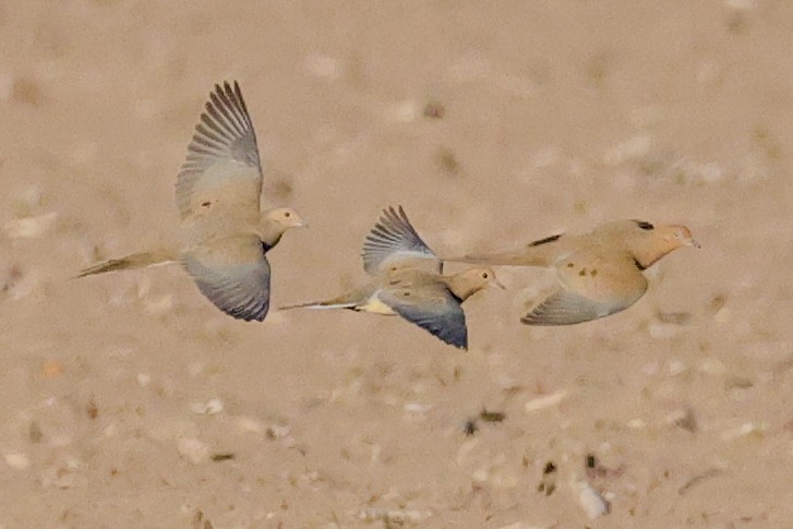 hrdlička karolínská - ML644902409