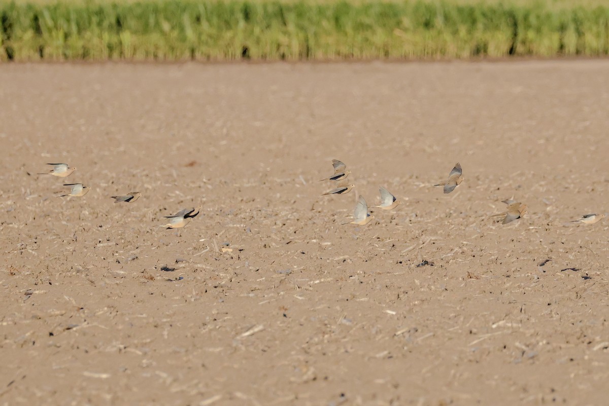 hrdlička karolínská - ML644902410