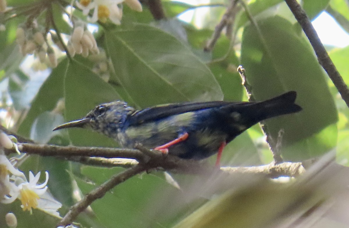Red-legged Honeycreeper - ML644902411