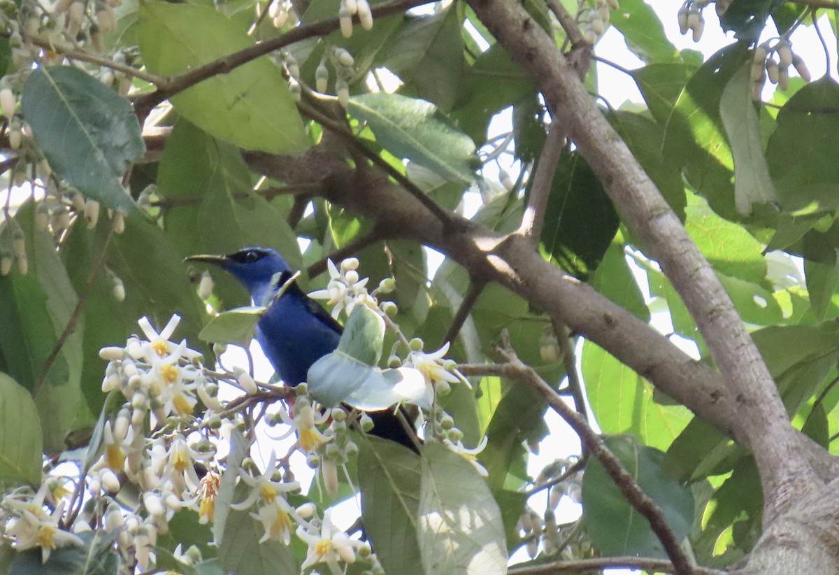 Red-legged Honeycreeper - ML644902415