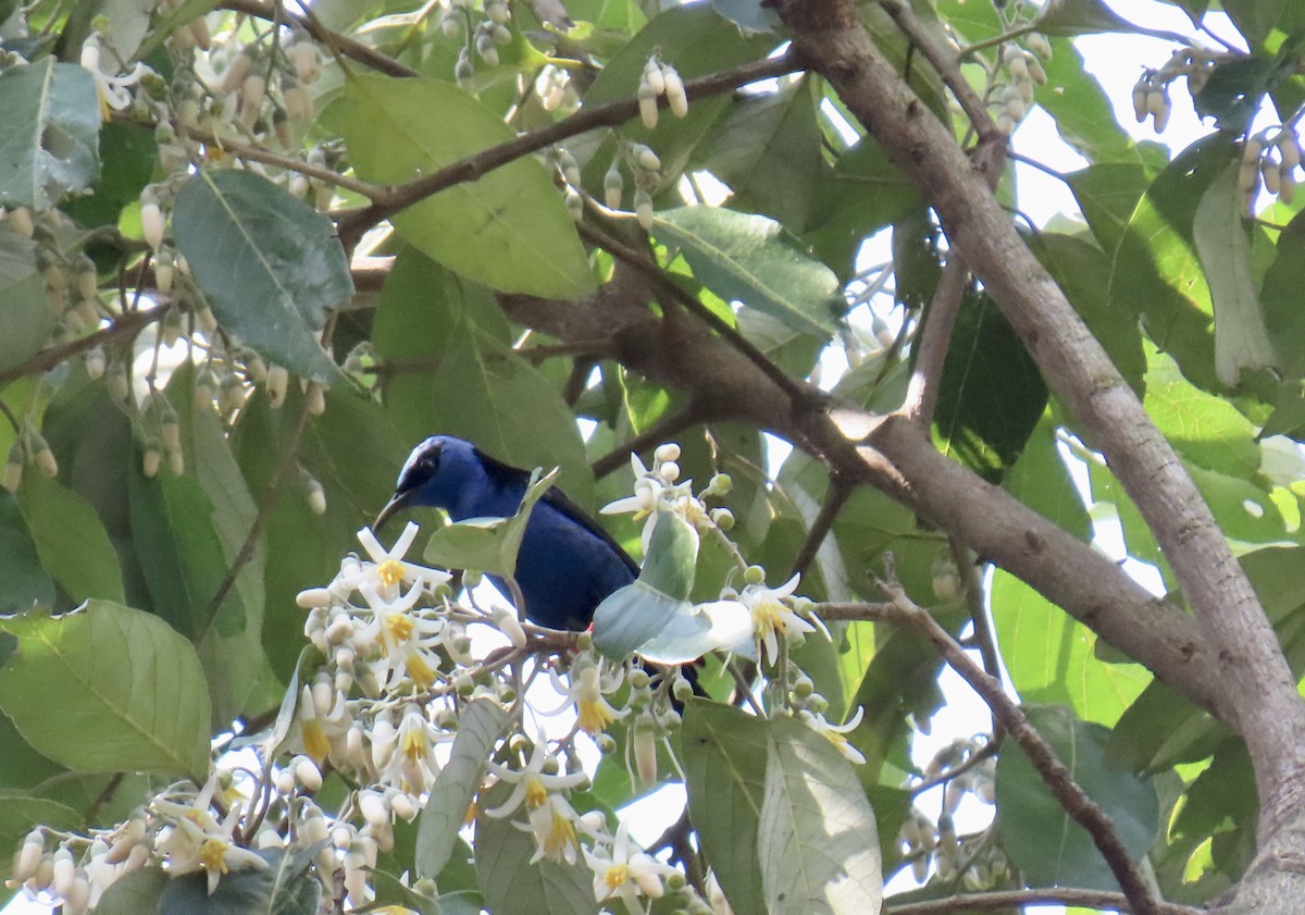 Red-legged Honeycreeper - ML644902416