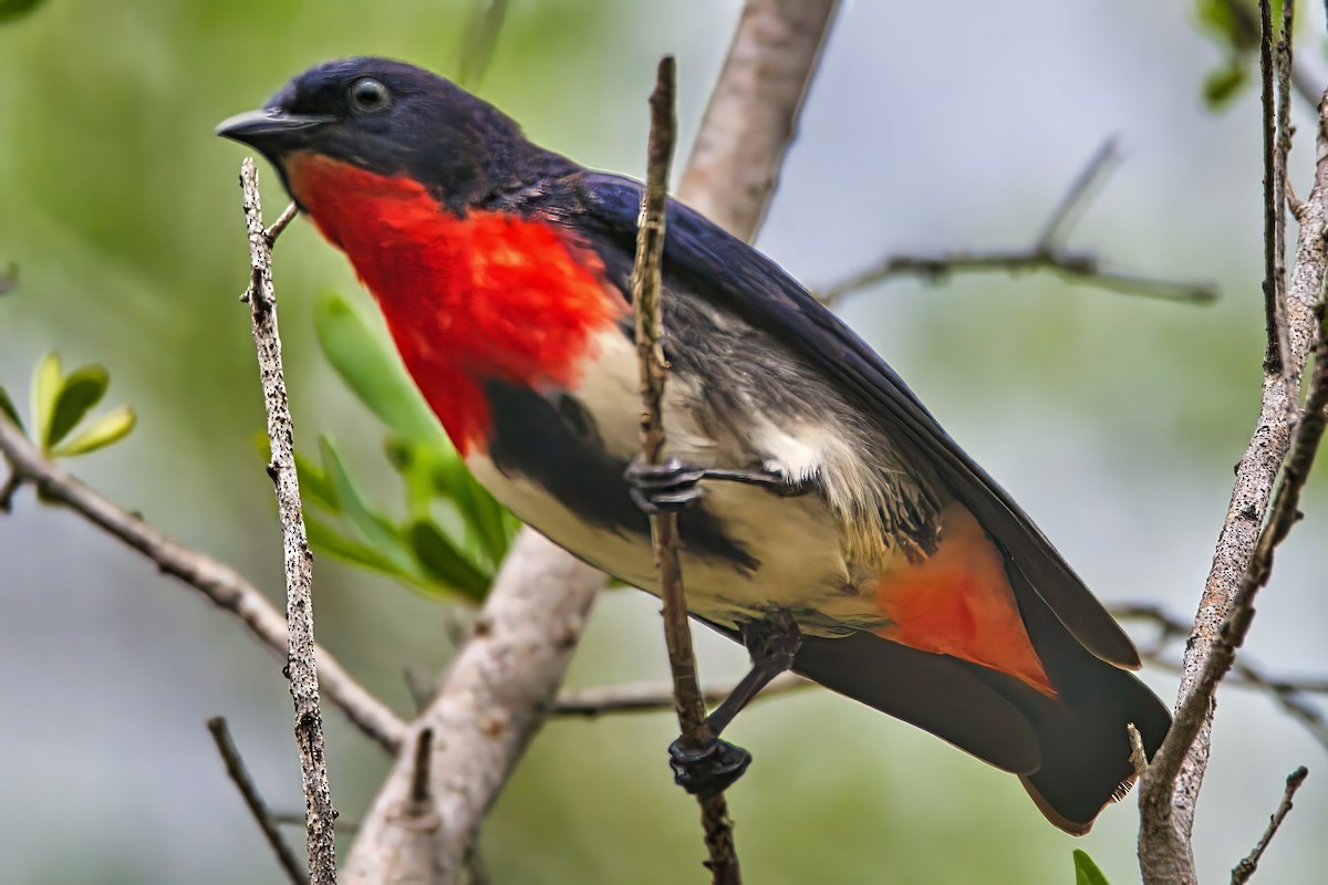Mistletoebird (Australian) - ML644902426