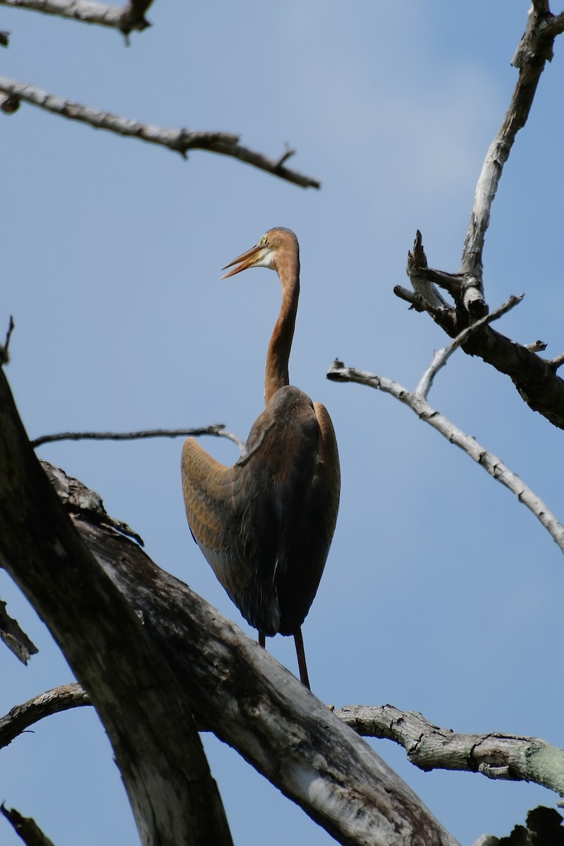 volavka červená - ML644902428