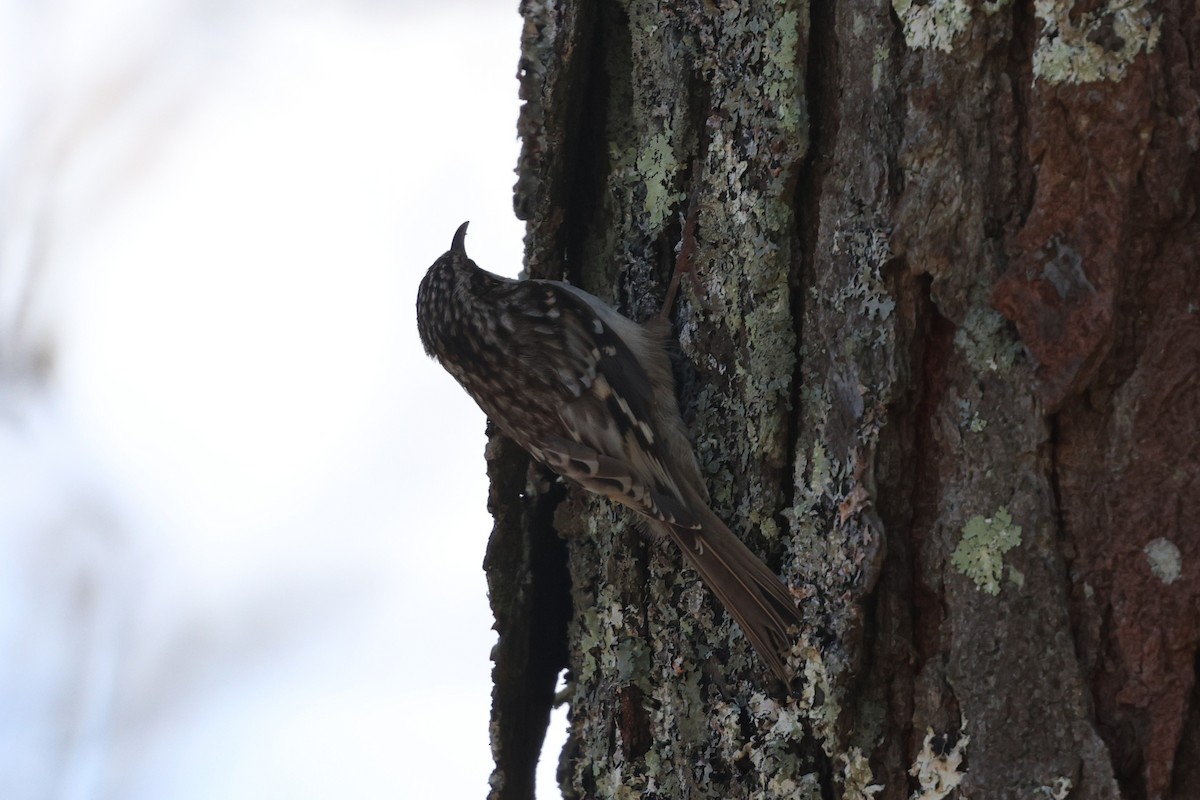 amerikatrekryper (americana/nigrescens) - ML644902430