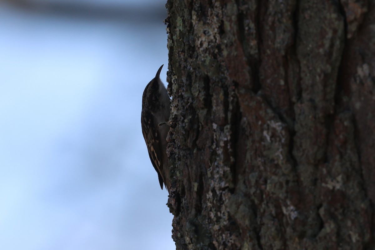 amerikatrekryper (americana/nigrescens) - ML644902431