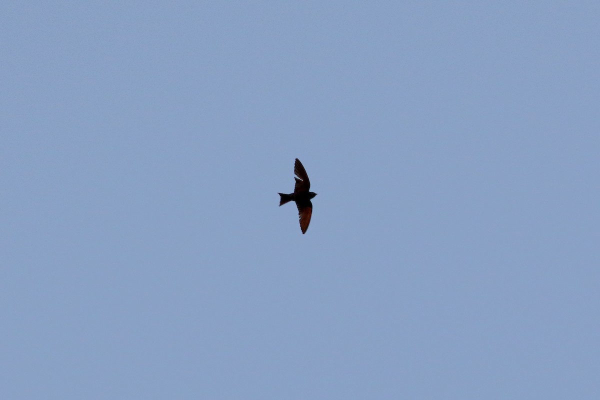 Elai purpura - ML644902439