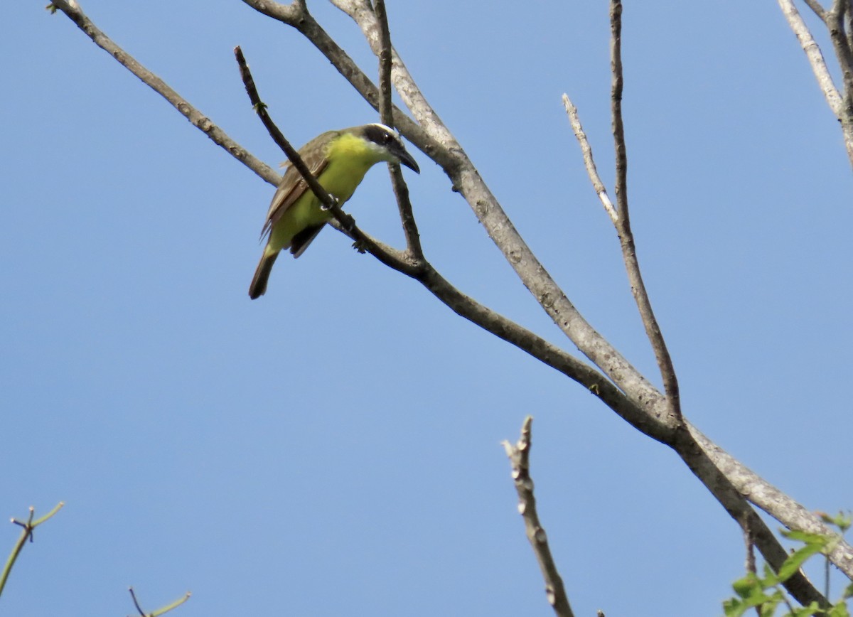 båtnebbtyrann - ML644902440