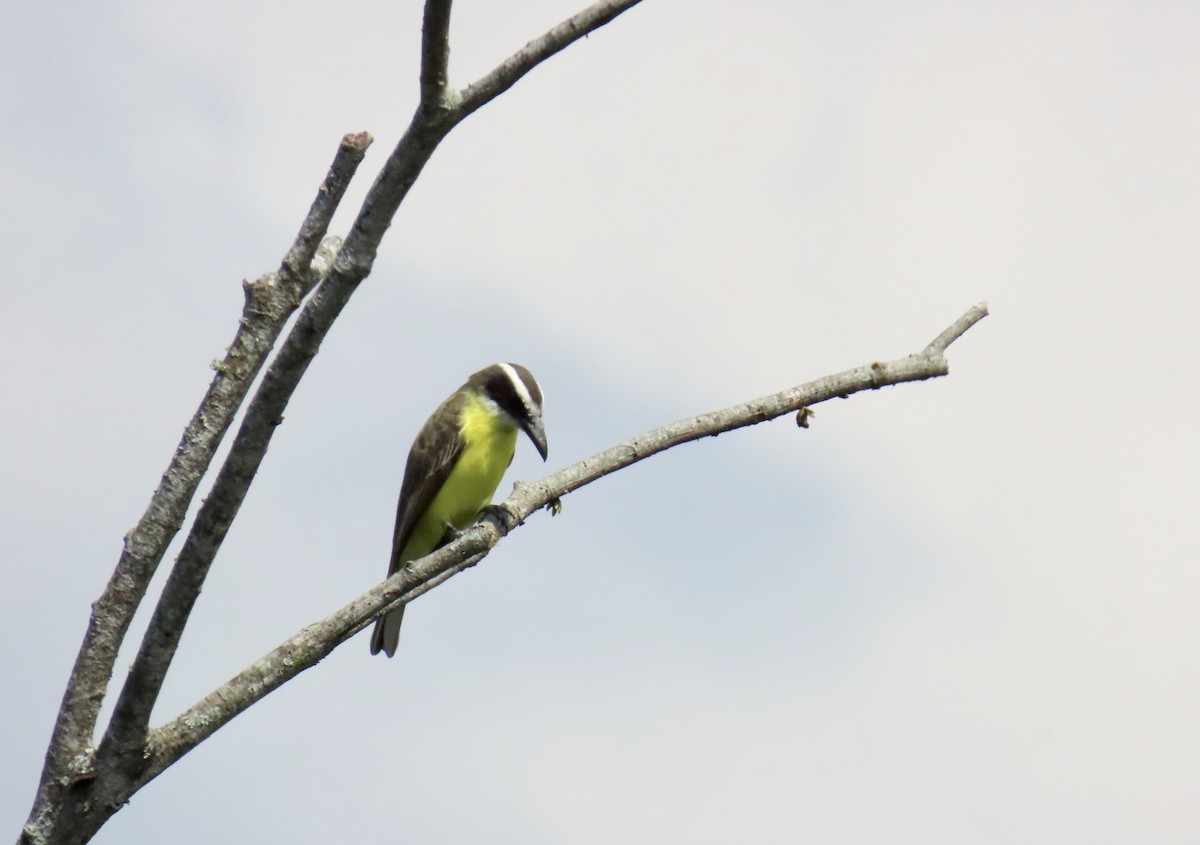 båtnebbtyrann - ML644902441