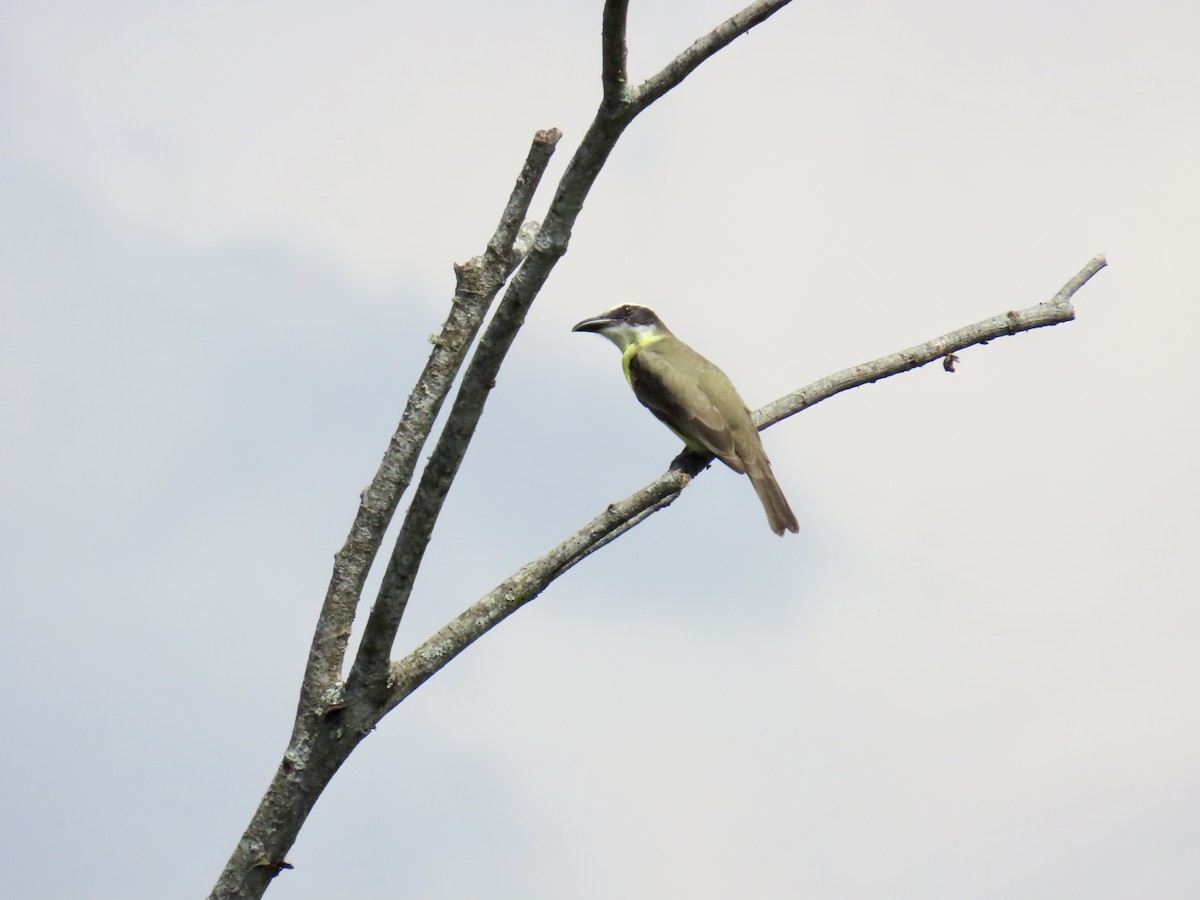 båtnebbtyrann - ML644902442