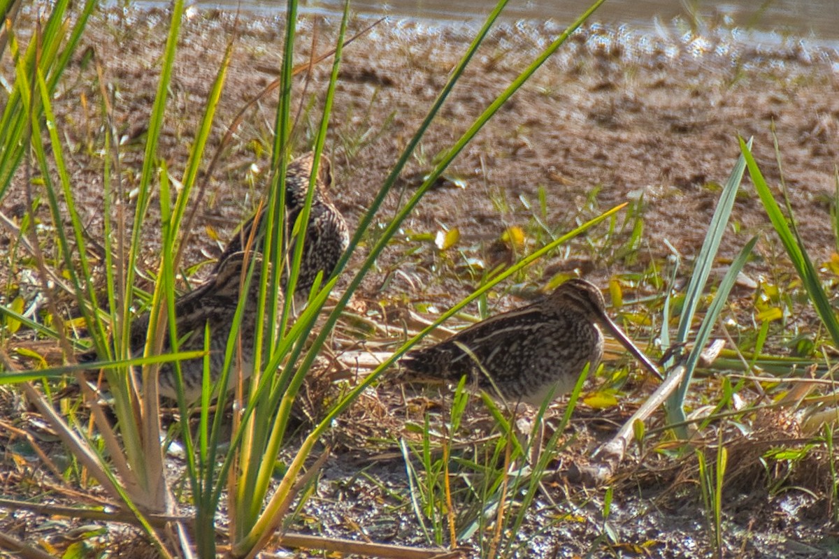 Wilson's Snipe - ML644902443