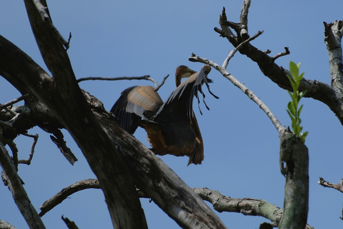 volavka červená - ML644902445