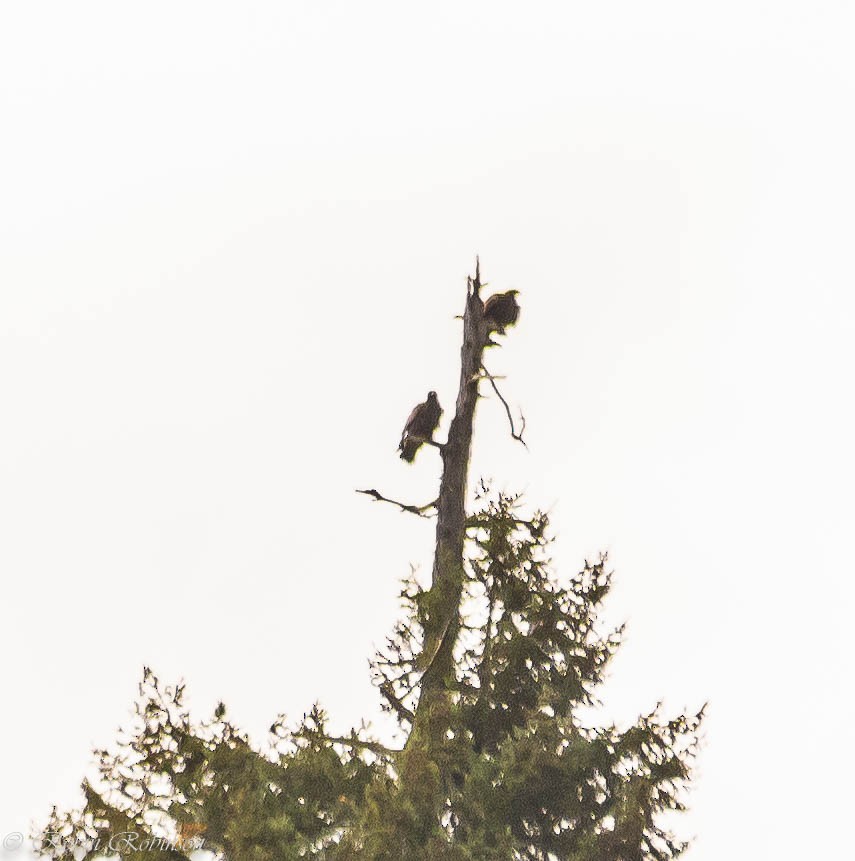 Golden Eagle - ML644902448