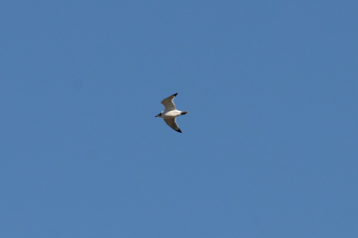 Franklin's Gull - ML644902457