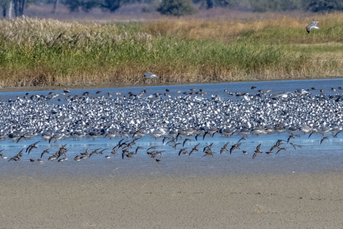 Franklin's Gull - ML644902458