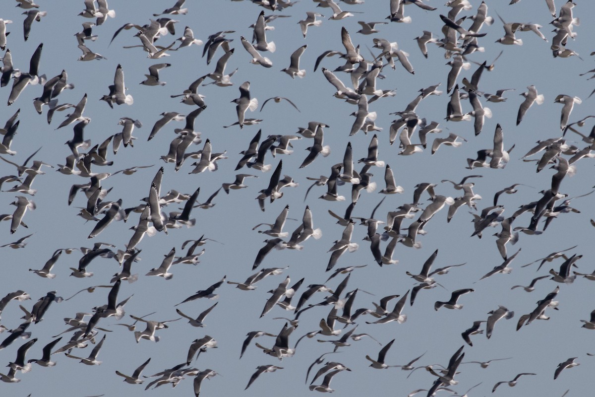 Franklin's Gull - ML644902459