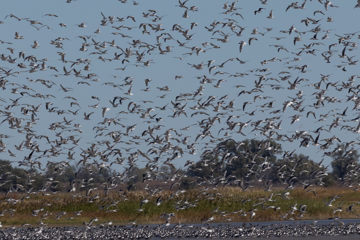 Franklin's Gull - ML644902460