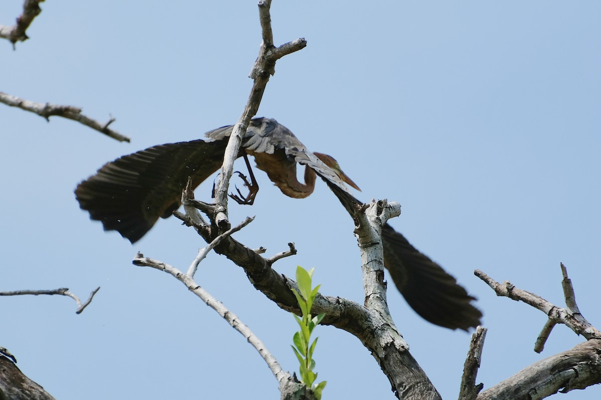 volavka červená - ML644902461