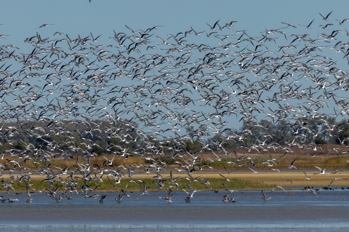 Franklin's Gull - ML644902462