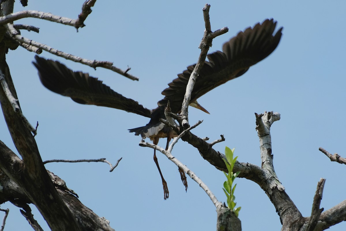 volavka červená - ML644902468