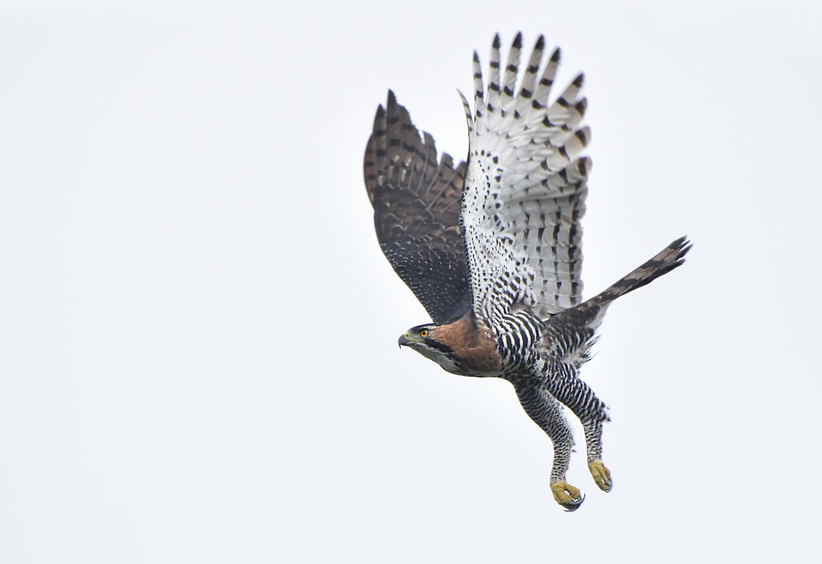 アカエリクマタカ - ML644902479