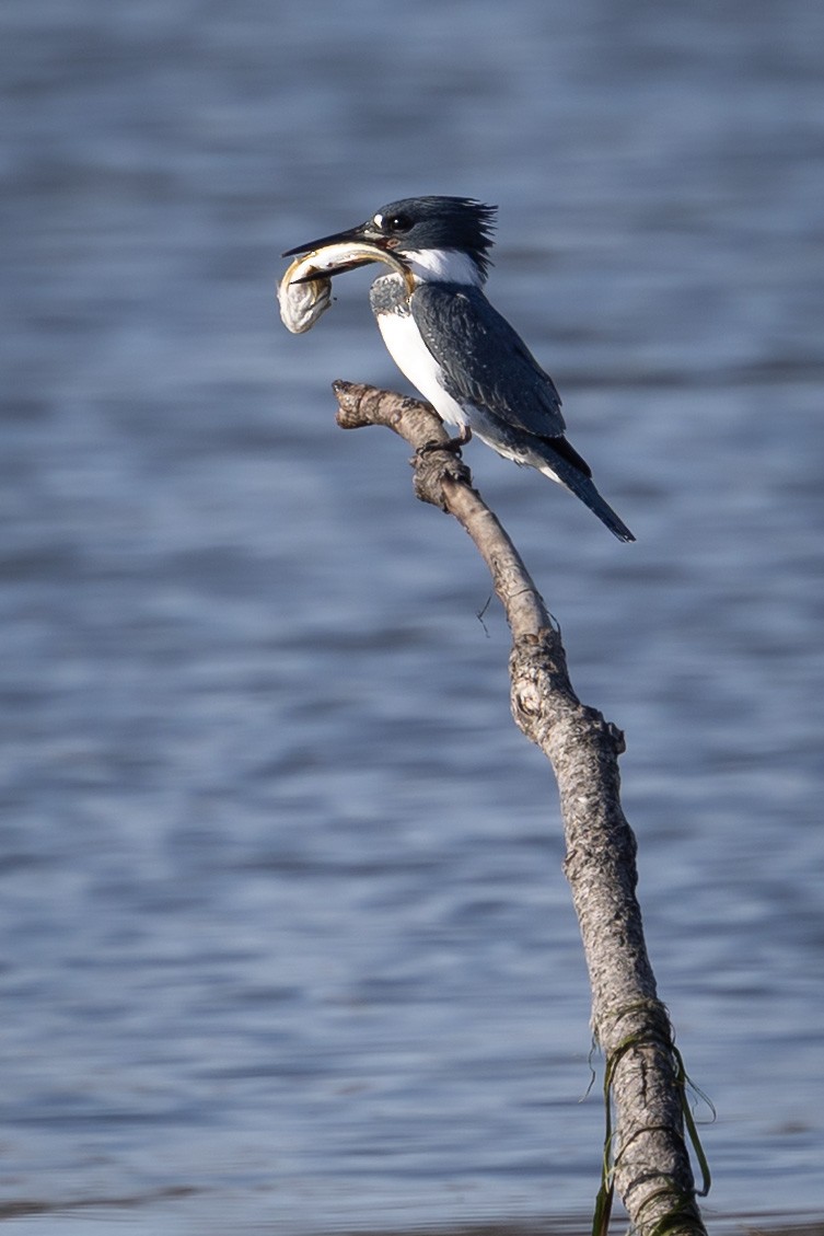 Belted Kingfisher - ML644902486