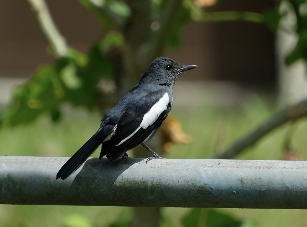 Oriental Magpie-Robin - ML644902497