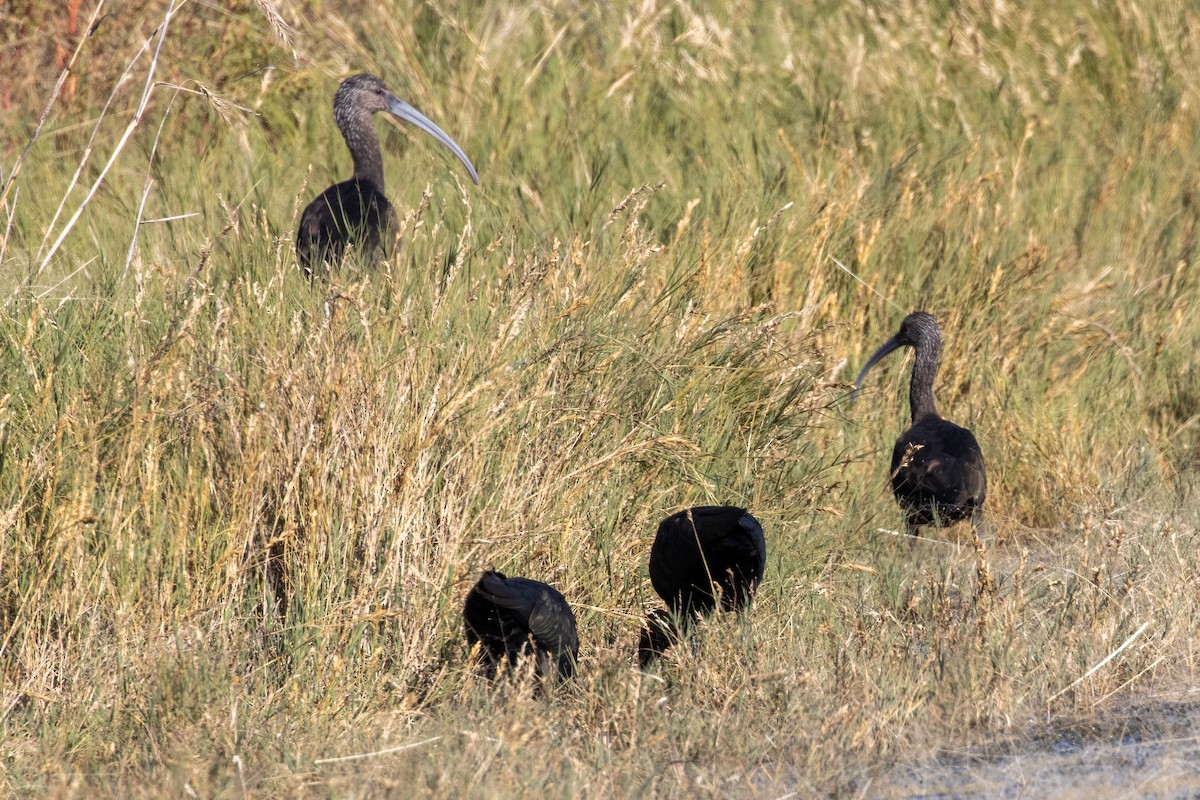 White-faced Ibis - ML644902517