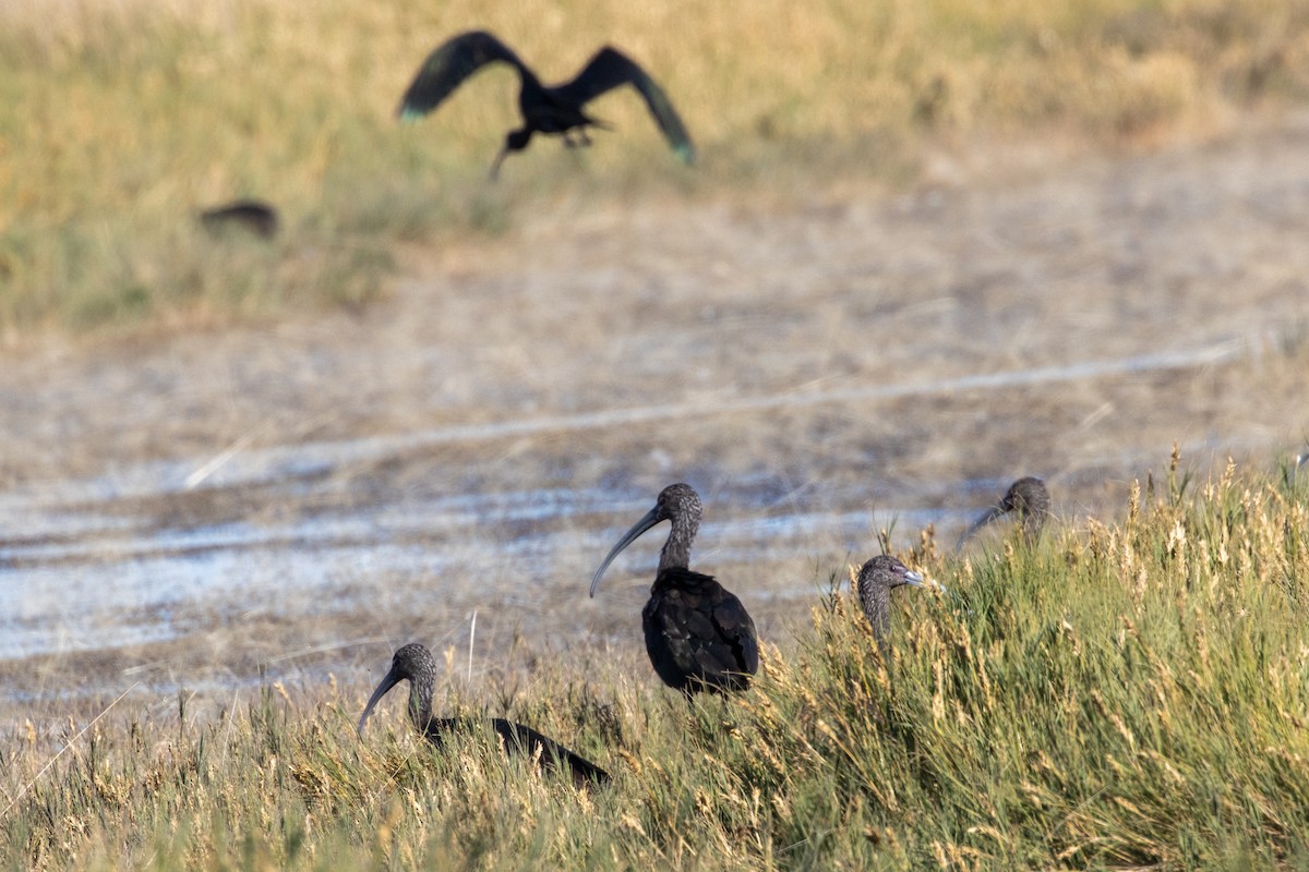 White-faced Ibis - ML644902518