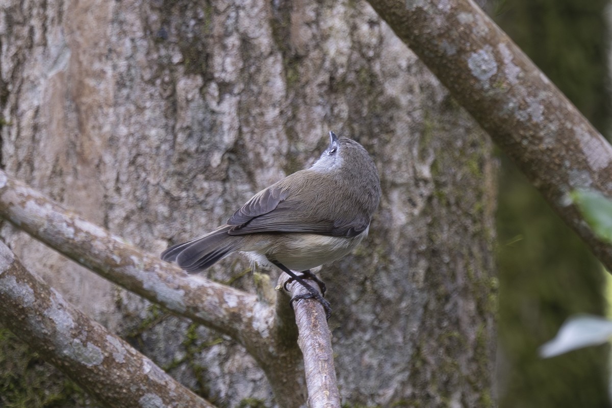 チャイロセンニョムシクイ - ML644902519