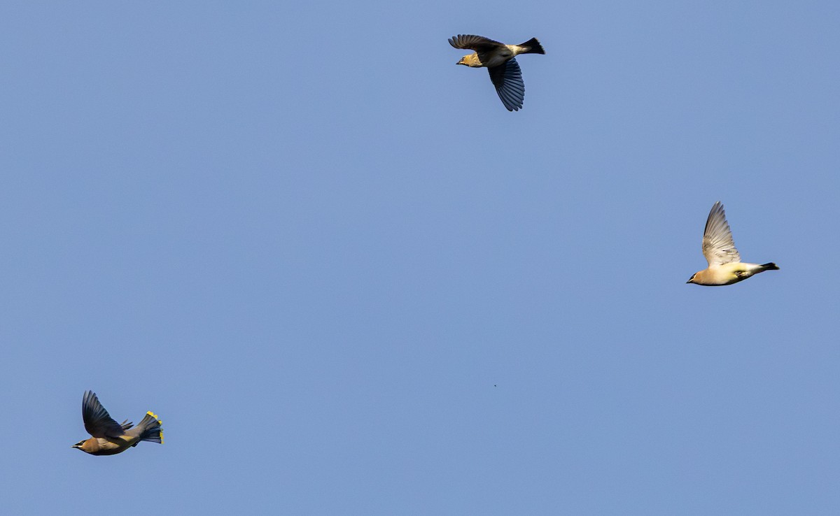 Buztanori amerikarra - ML644902530