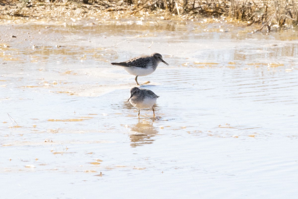 Least Sandpiper - ML644902538