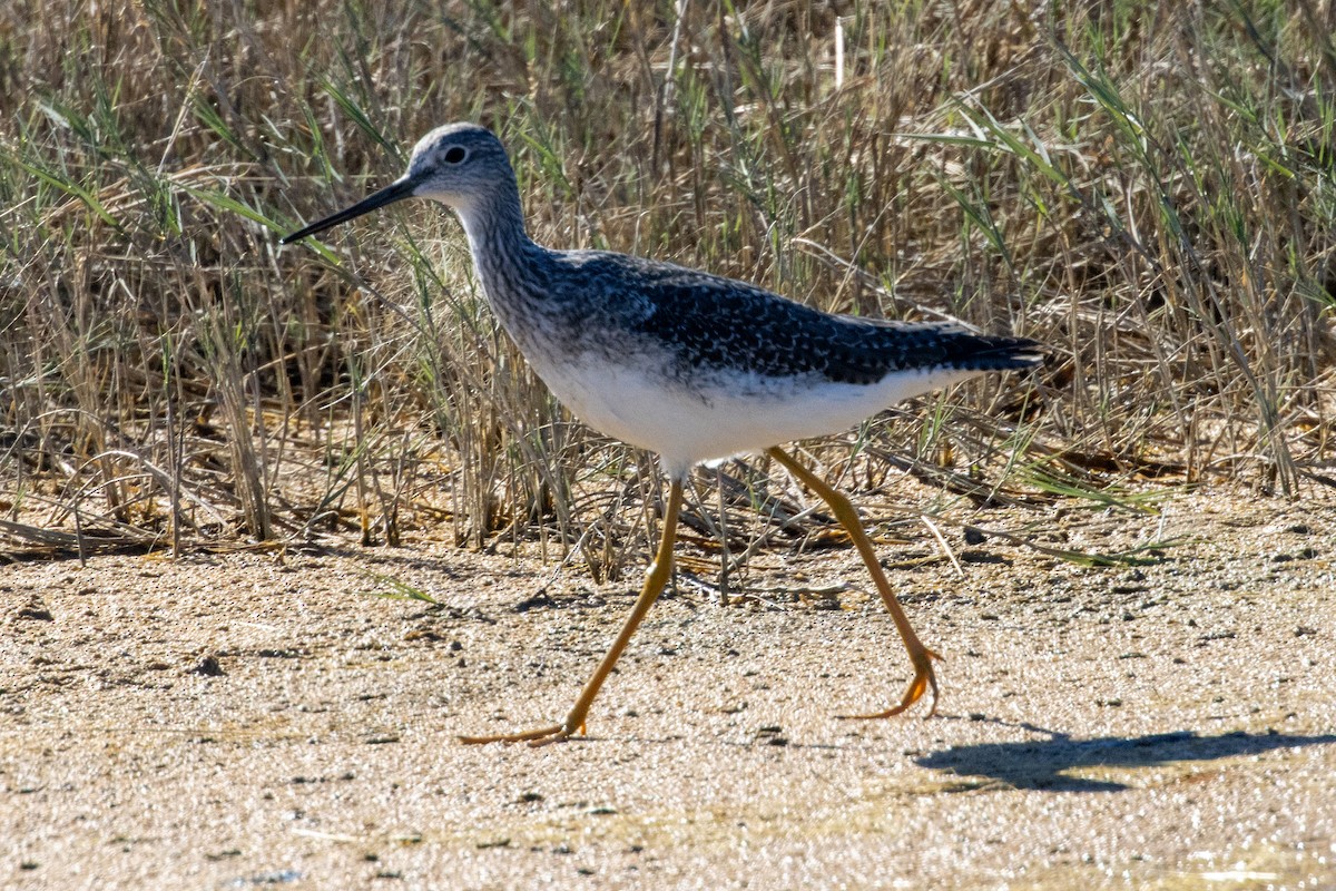 Greater Yellowlegs - ML644902545