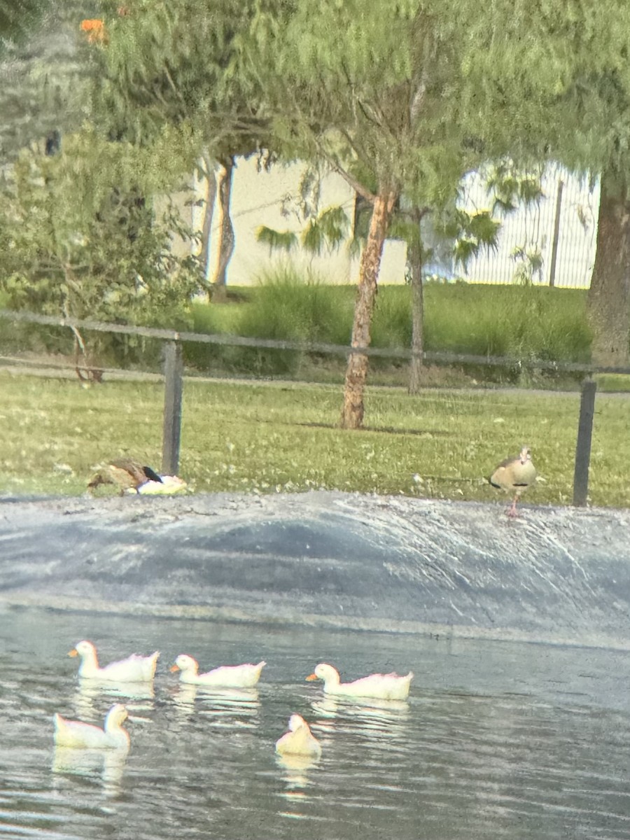 Egyptian Goose - ML644902563