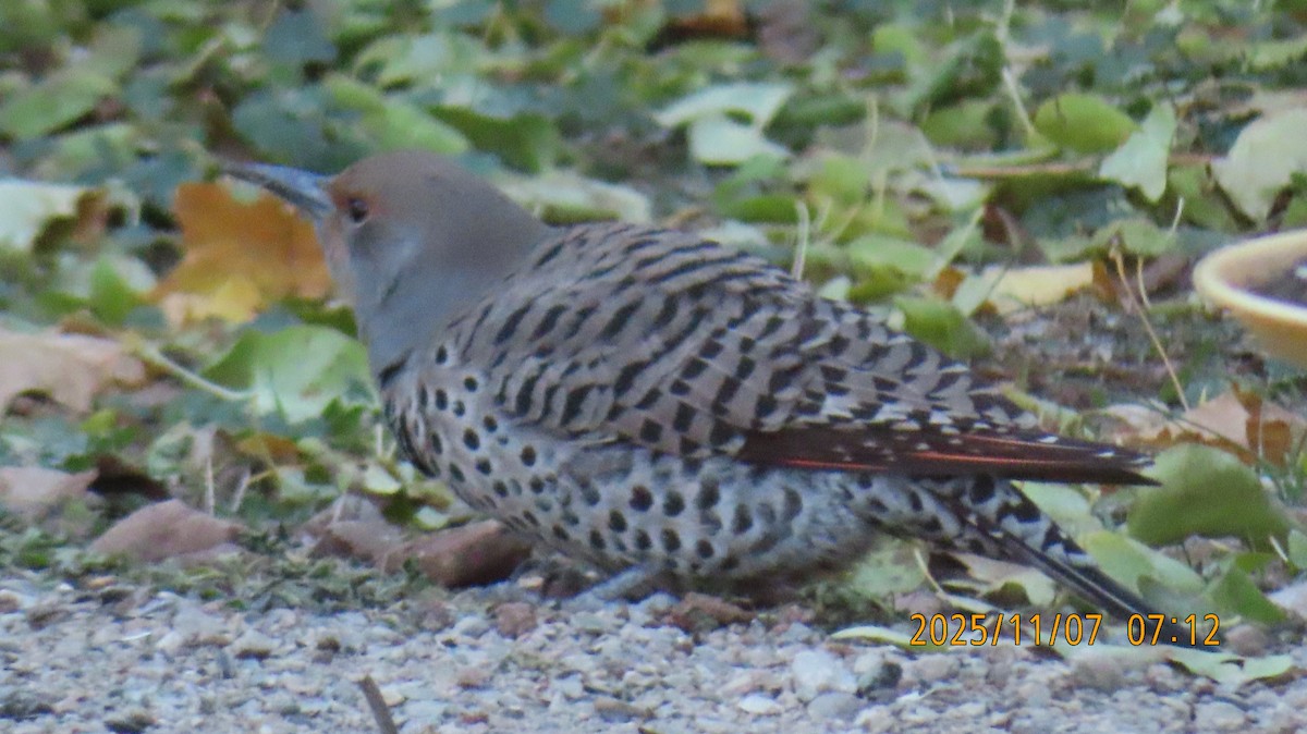 Altın Ağaçkakan [cafer grubu] - ML644902564